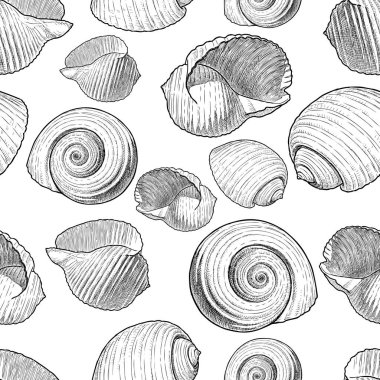 Çeşitli çizilmiş deniz kabuklarını paterni