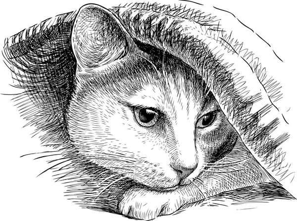 家猫は毛布の下で非表示に — ストックベクタ