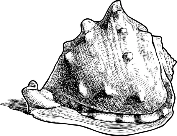 Handzeichnung Einer Großen Muschel — Stockvektor