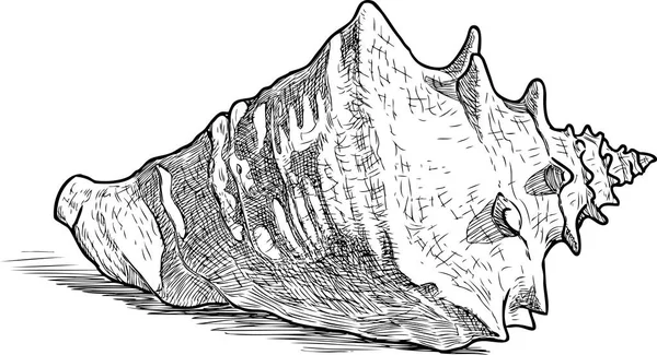 Croquis Une Grosse Coquille Mer — Image vectorielle