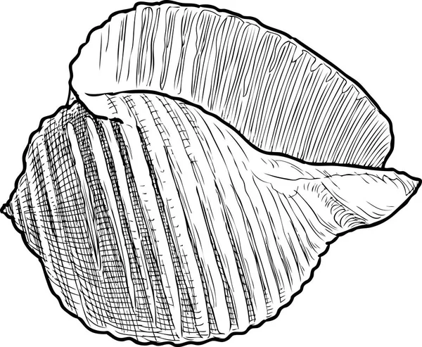 ザルガイの殻のスケッチ — ストックベクタ