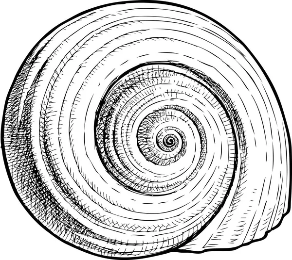 スパイラル貝殻のスケッチ — ストックベクタ