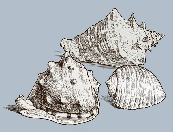 さまざまな描画の貝殻 分離されたすべてのオブジェクト — ストックベクタ