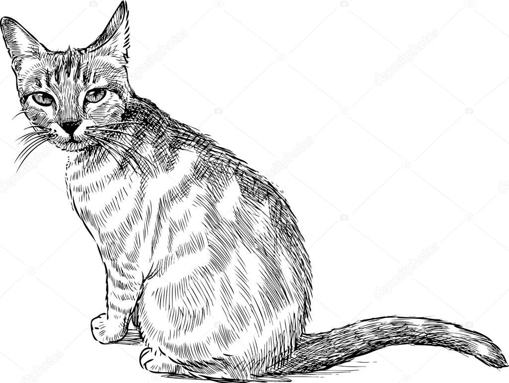 Freehand drawing of small kitten sitting and looking