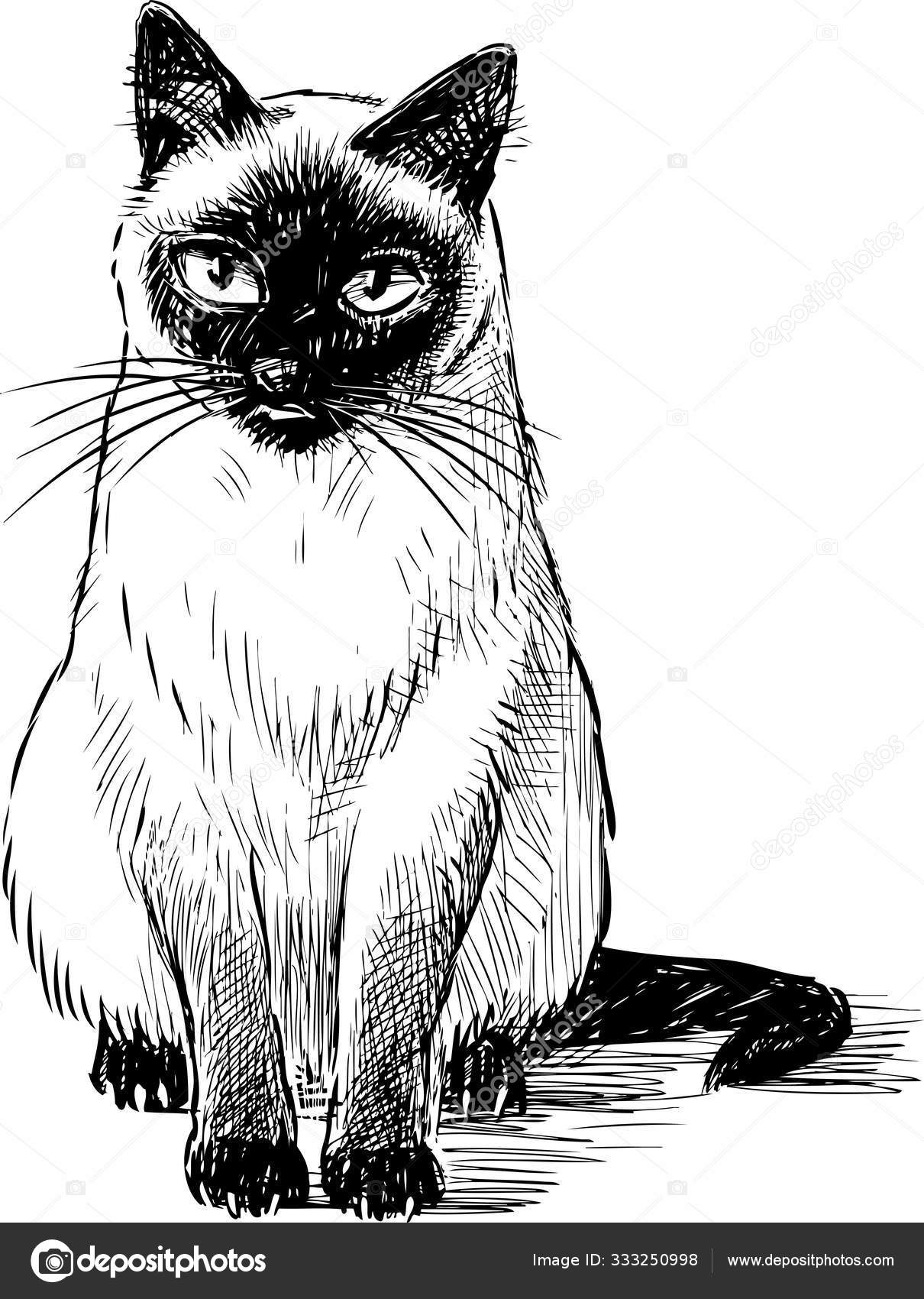 Gato tailandês dos desenhos animados com design simples. gato