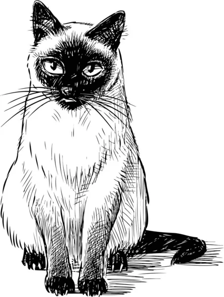 Freehand Drawing Sitting Domestic Thai Cat — 스톡 벡터