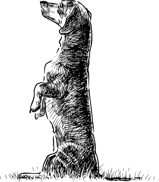 Sketch Cute Trained Dachshund Standing Its Hind Legs — Stock vektor