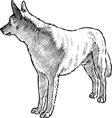 Bekçi köpeğinin durduğu ve izlediği çizim.