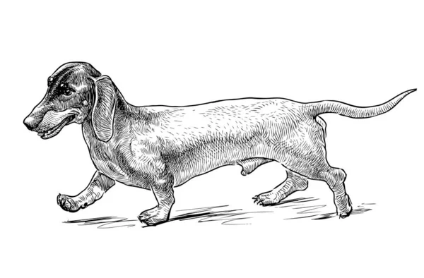 Esboço Dachshund Andando Engraçado — Vetor de Stock