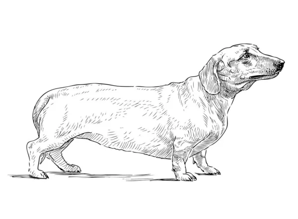 Sketch Old Cute Dachshund Standing Pathway Stroll — Stok Vektör