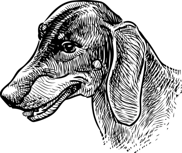 Potret Sketch Dari Dachshund Lucu Tua - Stok Vektor