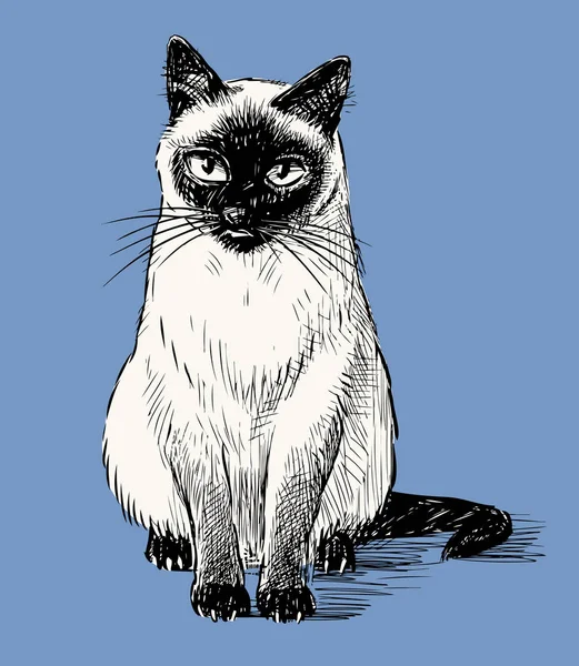 Vektorbild Der Skizze Sitzende Thailändische Katze Auf Blauem Hintergrund — Stockvektor