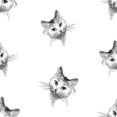 Eskizlerin kusursuz arkaplanı ev kedisi.