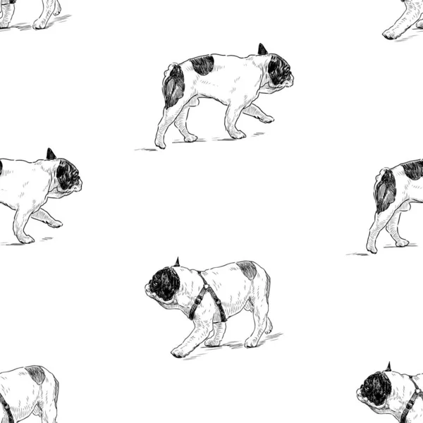 Benekli Fransız Köpeklerinin Kusursuz Çizimleri — Stok Vektör
