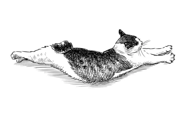 Bosquejo Gato Doméstico Acostado Curvado — Archivo Imágenes Vectoriales