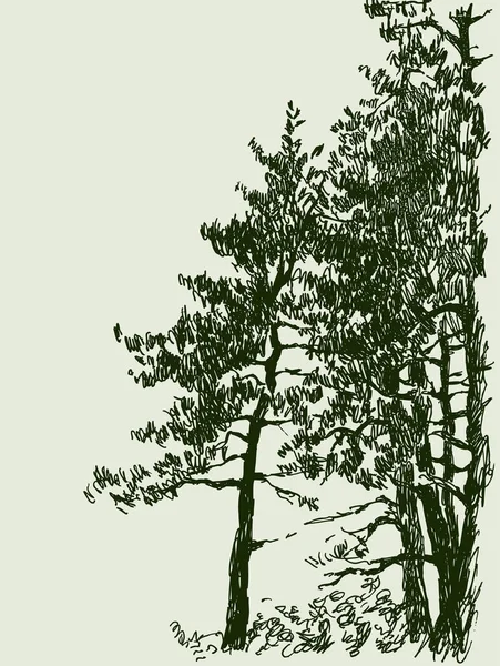 Image Vectorielle Croquis Sapins Dans Forêt Conifères — Image vectorielle