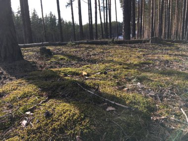 Doğal orman zemini ve tüylü yosun halısı