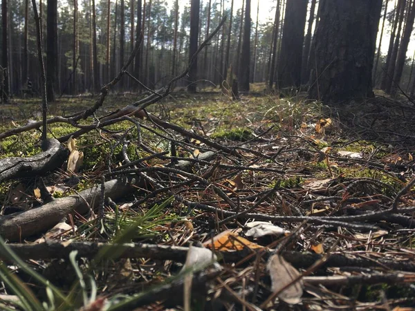 Фото Природного Лісового Масиву — стокове фото