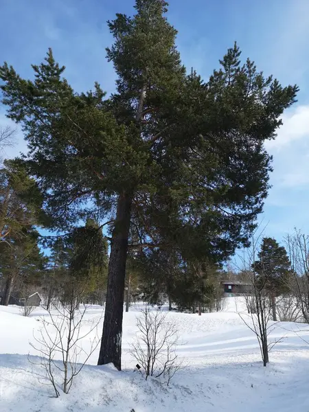 Bonito Inverno Noruegugia Tempo Bonito Para Relaxar — Fotografia de Stock