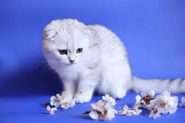 Mavi arka planda küçük bir skottiş kedi yavrusu
