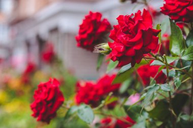 Evin arka planında kırmızı güller olan alan