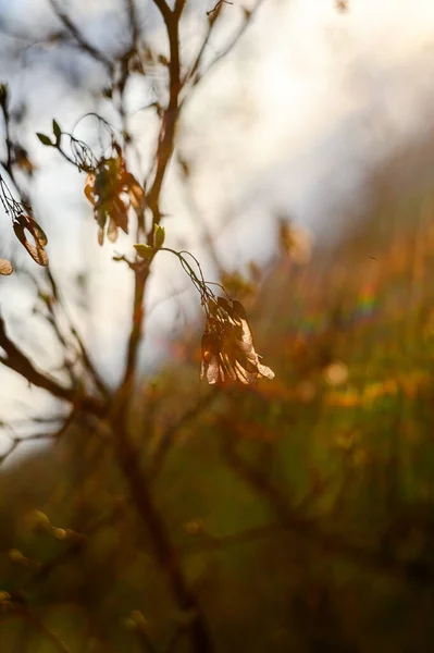 Branche Contre Jour Lumière Soleil Automne — Photo