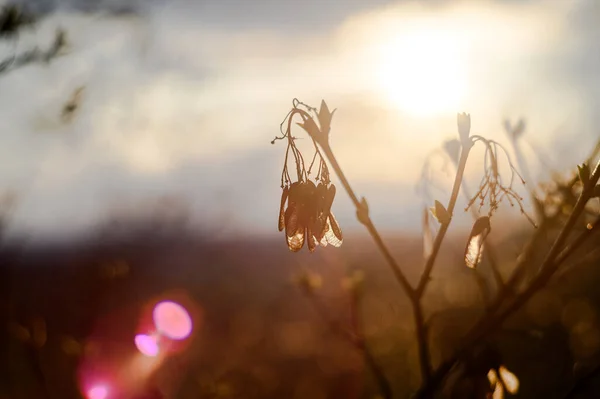 背光中的分支 秋日阳光 — 图库照片