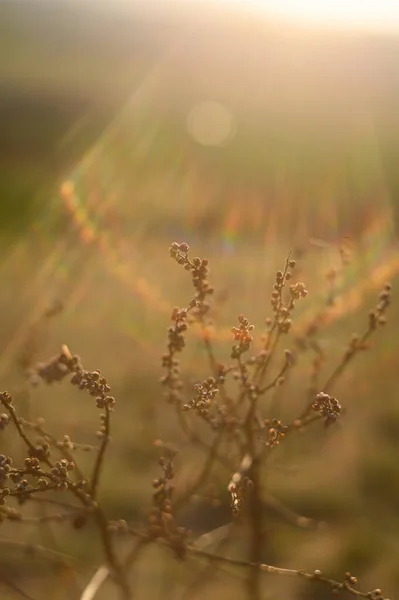 Сухие Цветы Открытом Воздухе Золотой Час Вечера Макрос — стоковое фото