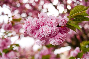 Taze bahar çiçeği, pembe renk..