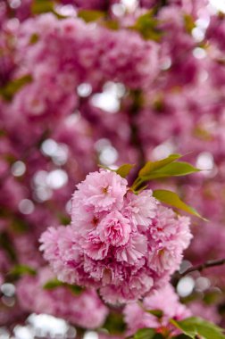 Taze bahar çiçeği, pembe renk..