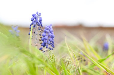 Taze bahar çiçeği, mor renk..