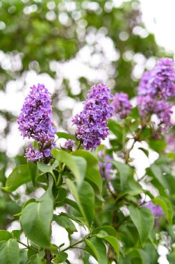 Taze bahar çiçeği, mor renk..