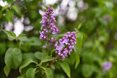 Taze bahar çiçeği, mor renk..