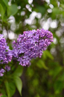 Taze bahar çiçeği, mor renk..