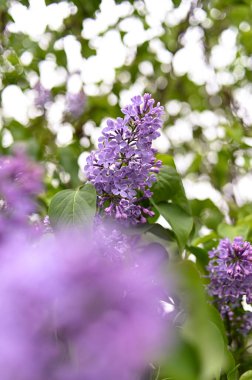Taze bahar çiçeği, mor renk..