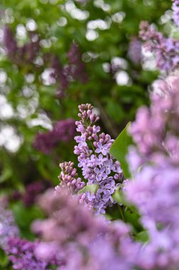 Taze bahar çiçeği, mor renk..