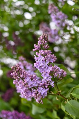 Taze bahar çiçeği, mor renk..