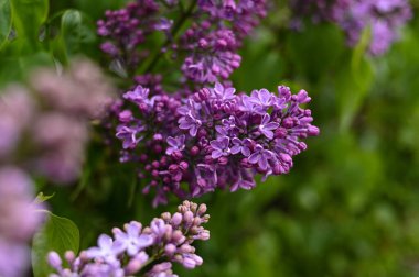 Taze bahar çiçeği, mor renk..