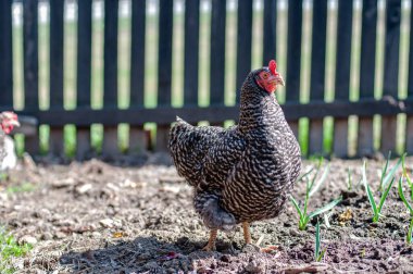 Tavuklar, çiftlikte tavuklar.