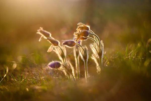 春晚花冠 太阳光 — 图库照片