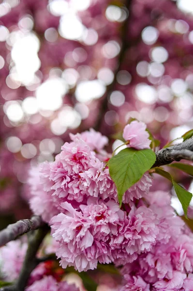 Fresh Spring Blossom Flower Pink Color — Stock Photo, Image