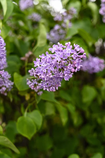 Frische Frühlingsblütenblume Violette Farbe — Stockfoto