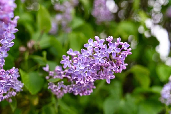 Flor Fresca Primavera Color Púrpura — Foto de Stock