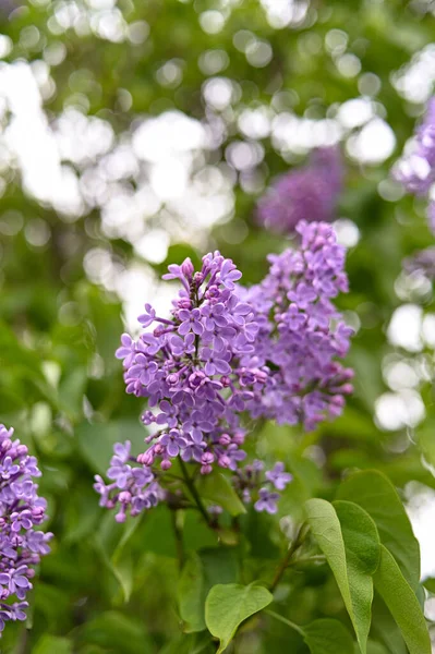 Flor Fresca Primavera Color Púrpura — Foto de Stock