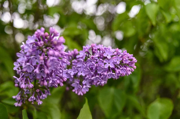 Friss Tavaszi Virág Lila Szín — Stock Fotó