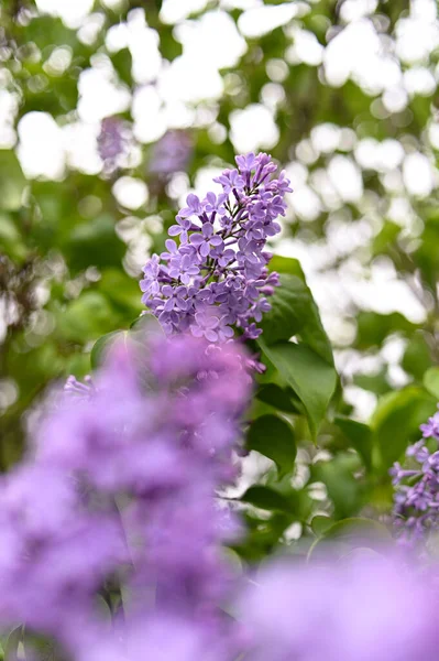 Fiore Fresco Fiori Primavera Colore Viola — Foto Stock