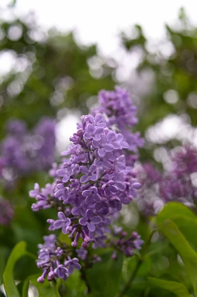 Verse Lente Bloesem Bloem Paarse Kleur — Stockfoto