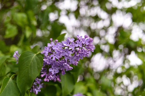 Fiore Fresco Fiori Primavera Colore Viola — Foto Stock