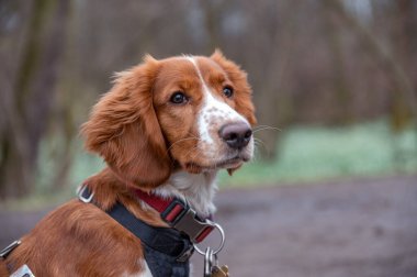 Tatlı görünüşlü Galli springer spaniel köpek yavrusu.