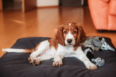 Tatlı görünüşlü Galli springer spaniel köpek yavrusu.